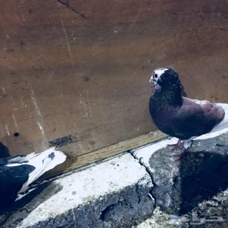 طيور كشش (image 6)