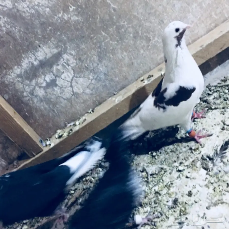 طيور كشش (image 7)