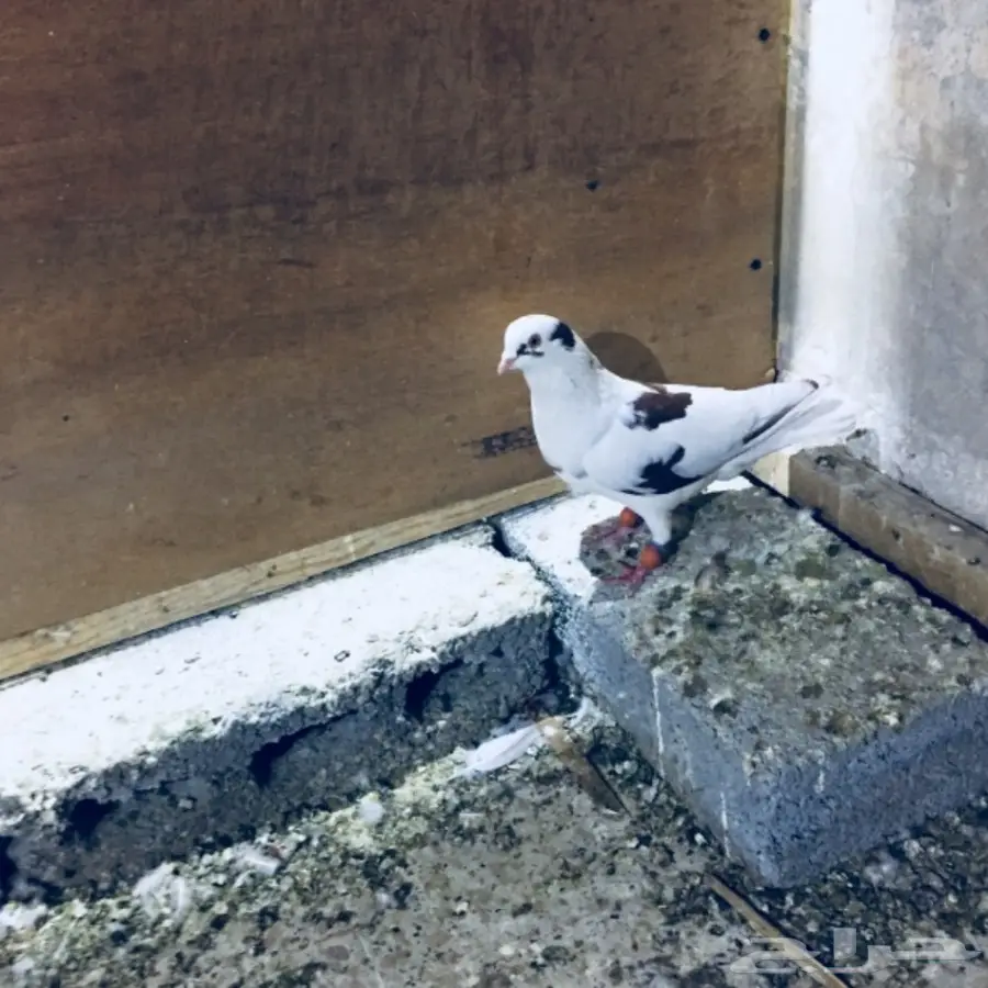 طيور كشش (image 8)