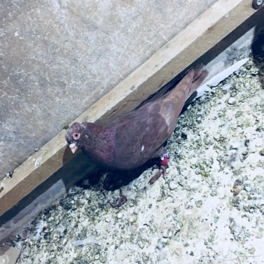 طيور كشش (image 9)