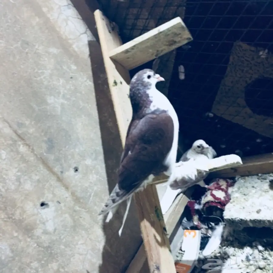 طيور كشش (image 10)