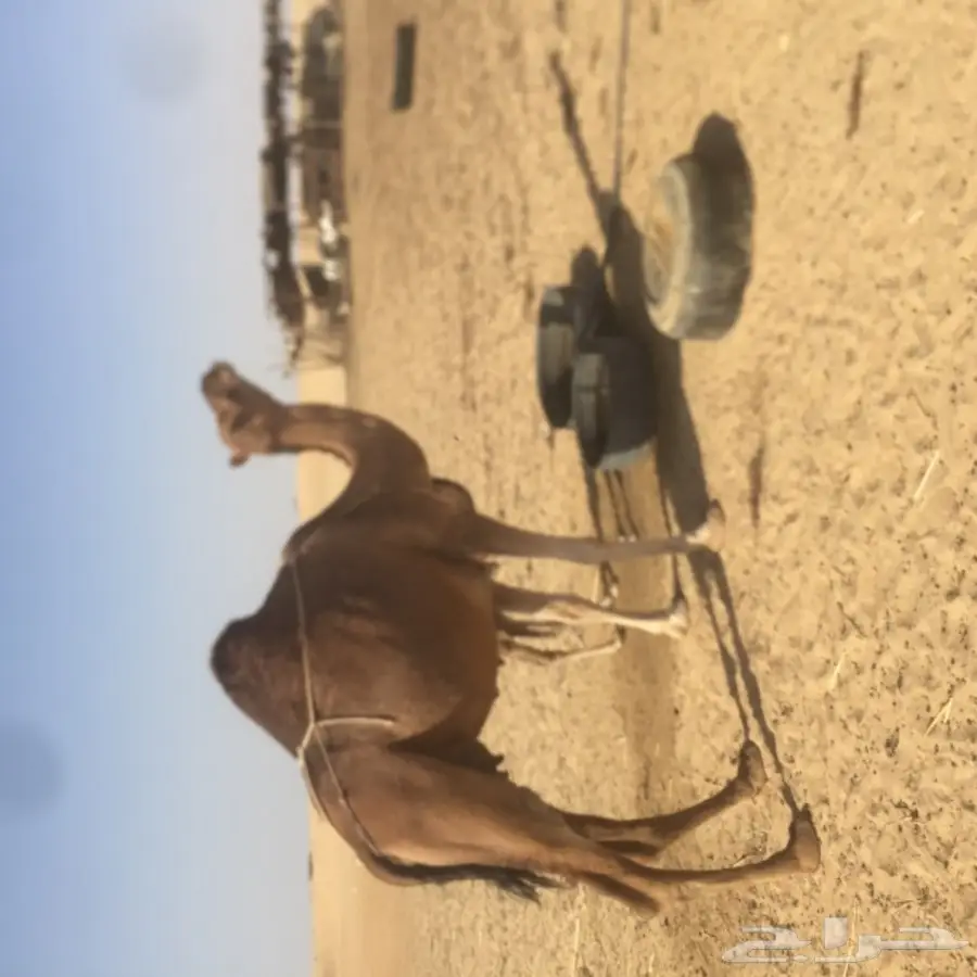 خلفه حمراء ساحليه مزيونه