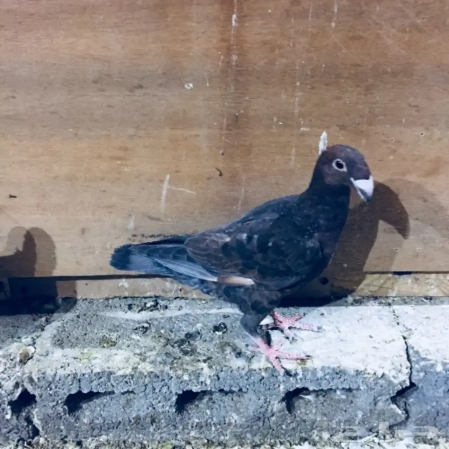   طيور كش TOP (image 12)