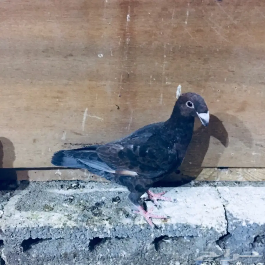   طيور كش TOP (image 13)