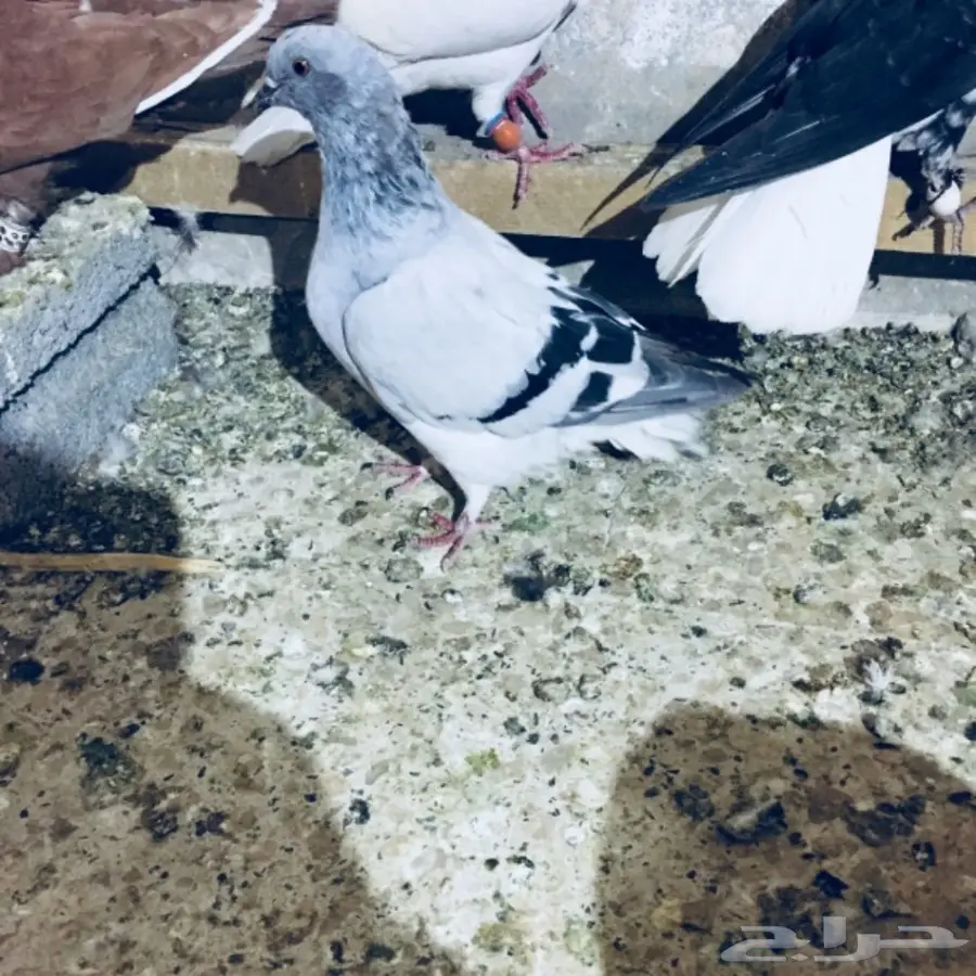   طيور كش TOP (image 16)