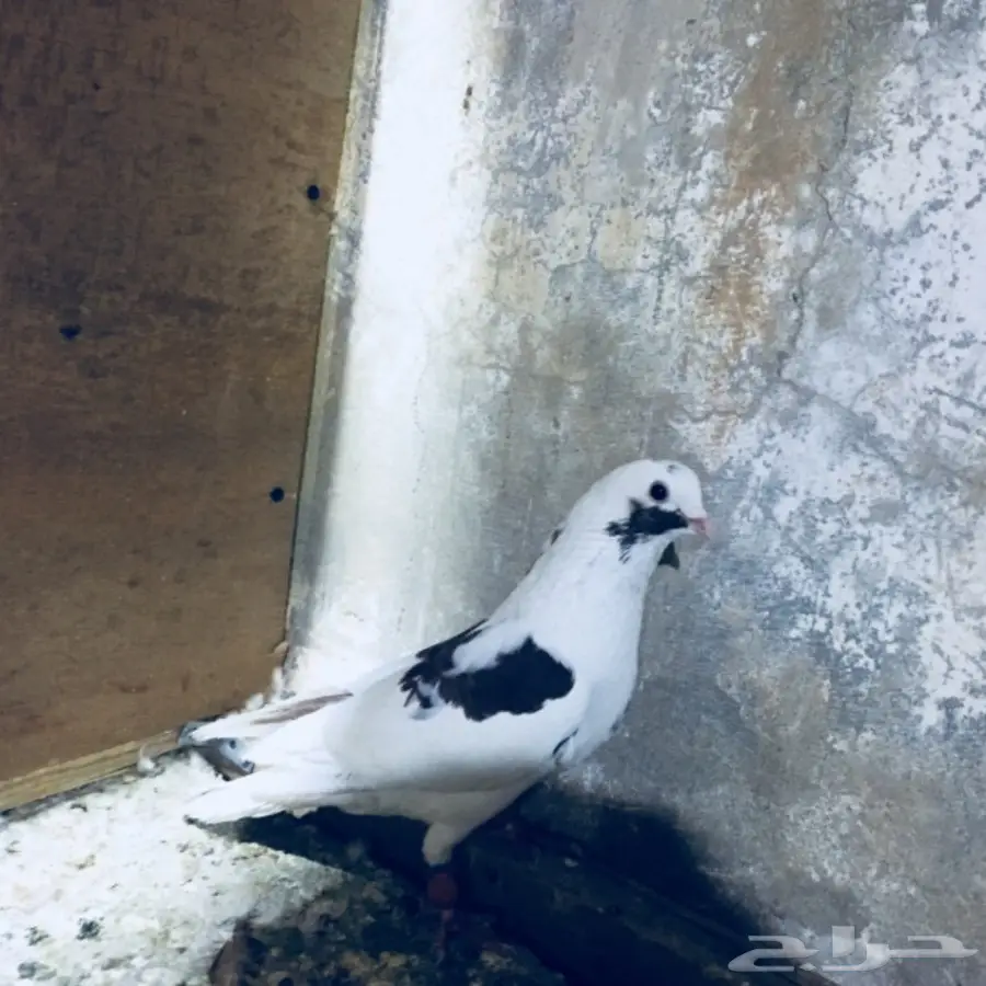   طيور كش TOP (image 17)