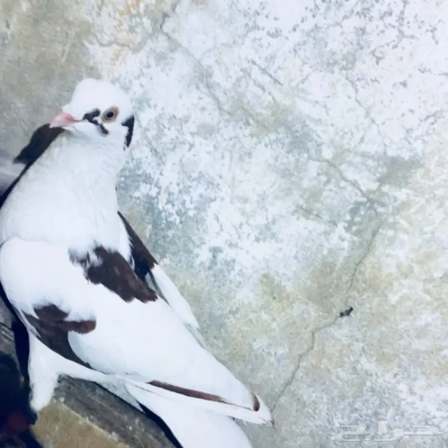   طيور كش TOP (image 18)