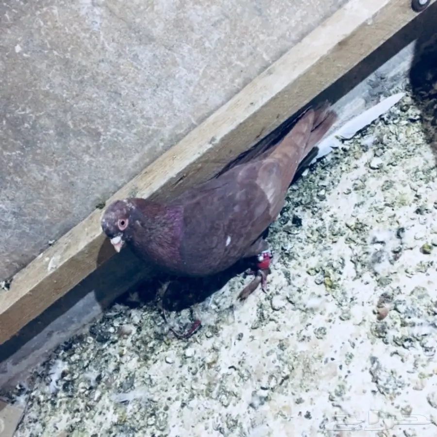   طيور كش TOP (image 19)