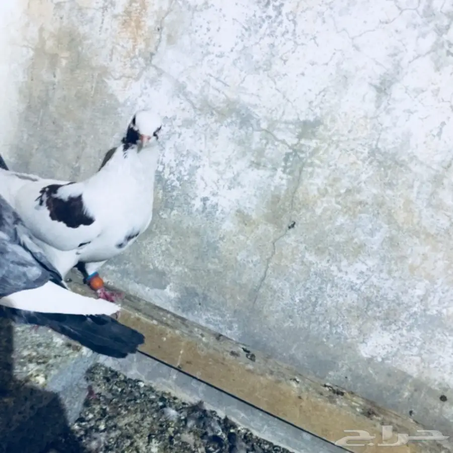   طيور كش TOP (image 20)