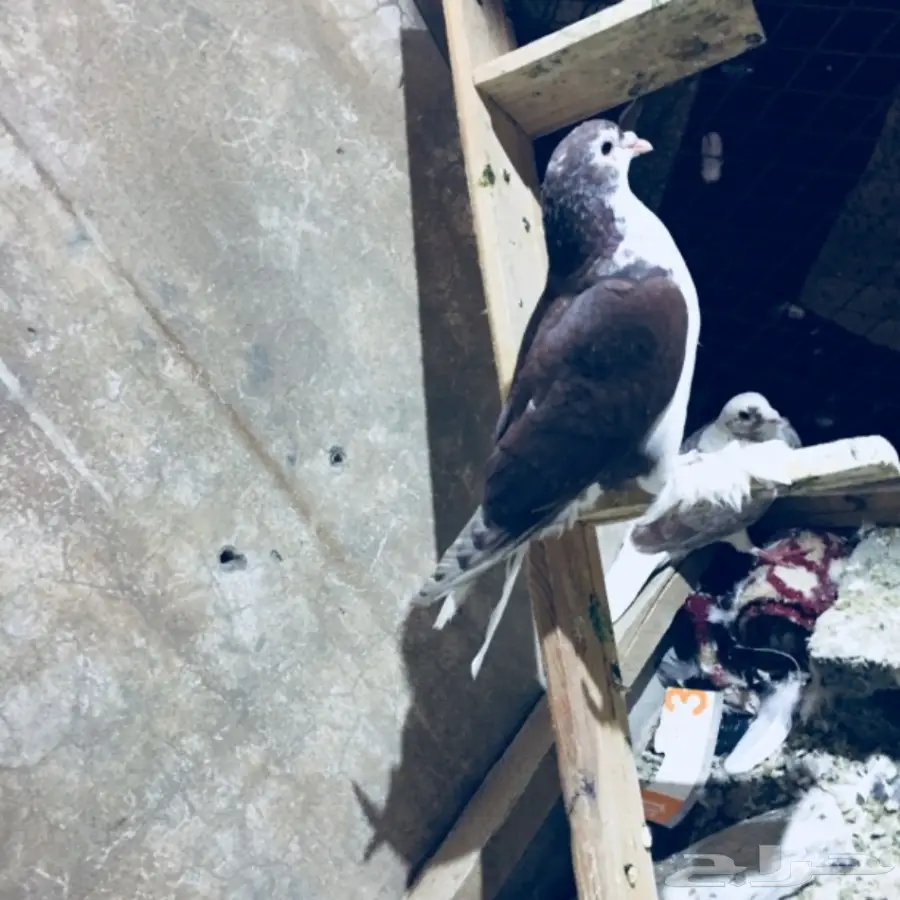   طيور كش TOP (image 21)