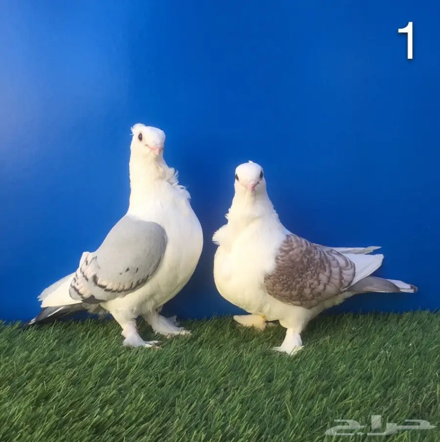 أجواز حب رمان بإنتاجهم (image 1)