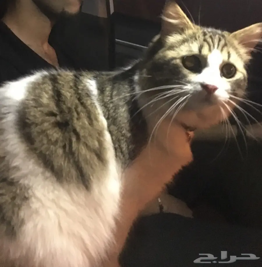 قط شيرازي مفقود فالحمدانيه (image 2)