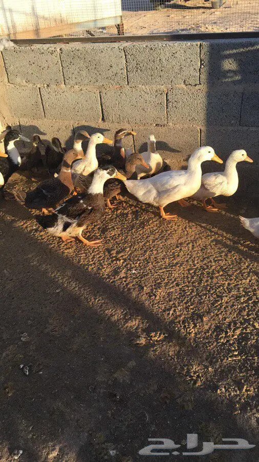 بكينى - أحدث تشكيلة!