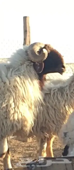 فحل نعيم معرف ومنتج  (image 4)