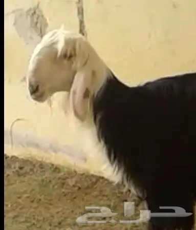 شياه نجد للبيع او البدل (image 3)