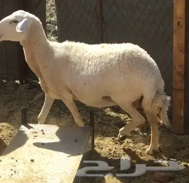 نعجه حريه دافع .. مضرع  (image 2)