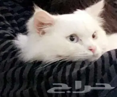 قط للبيع  (image 3)