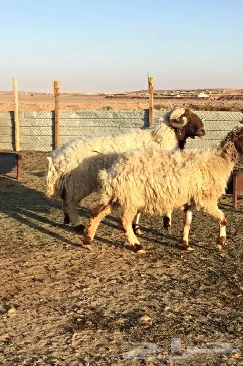 فحل نعيم معرف ومنتج  (image 2)