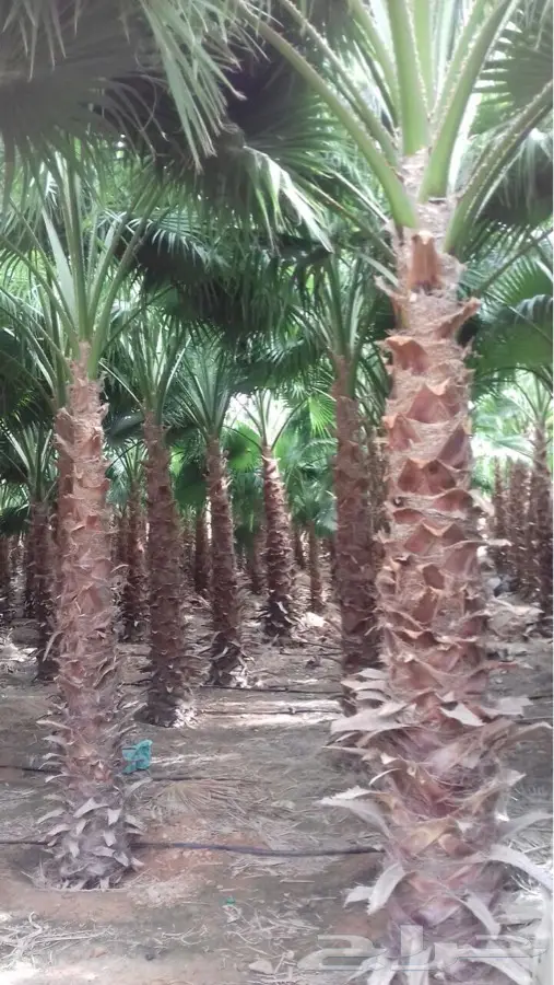 واشنطونيا  (image 1)