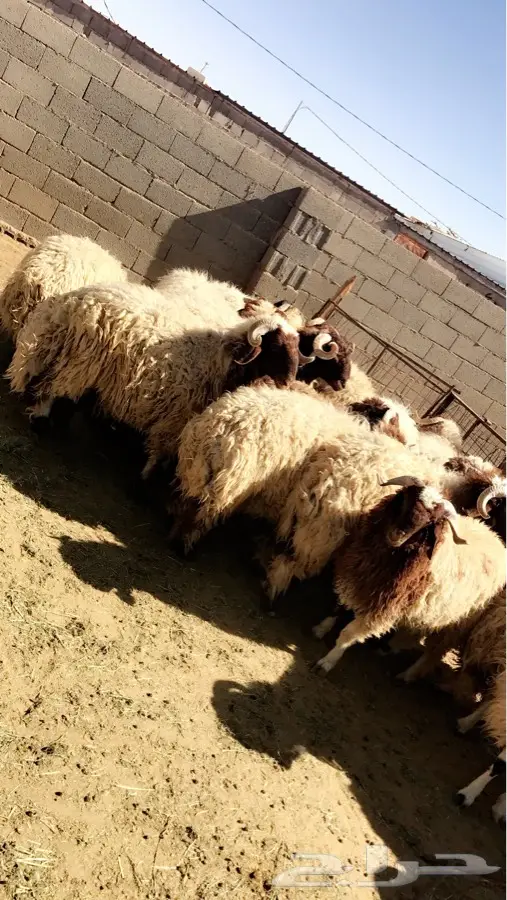 29 خروف جذعان جبرة (image 5)