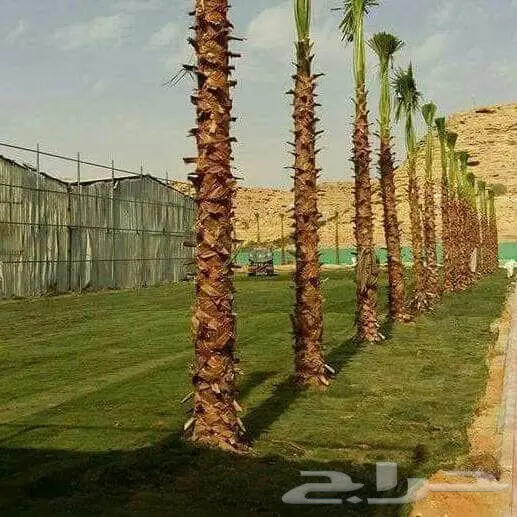 مقاولات تركيب نخل وأشجار  (image 13)