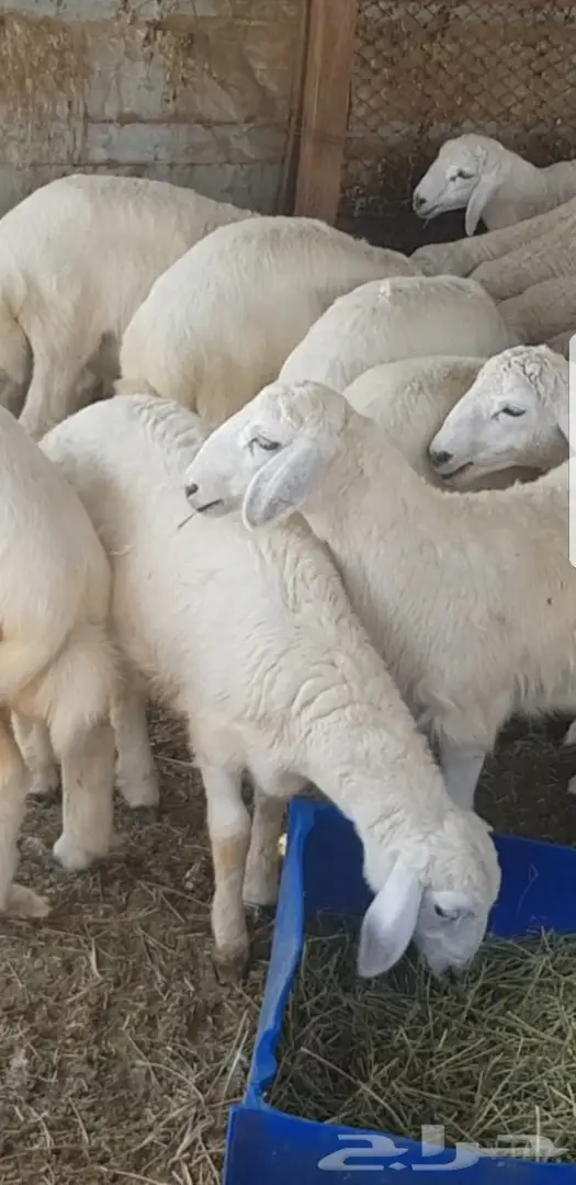 رخال حريات فواخر 