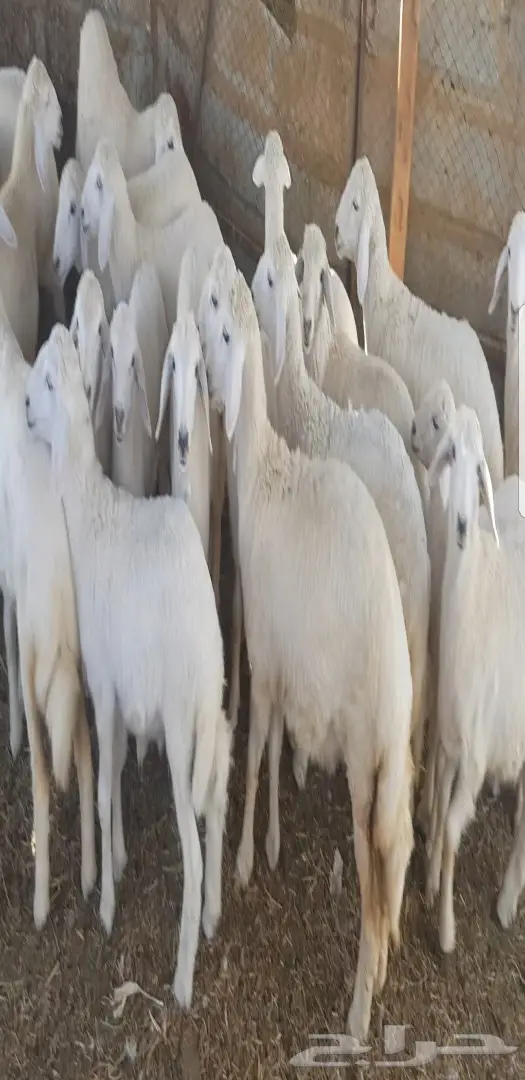 رخال حريات فواخر  (image 2)