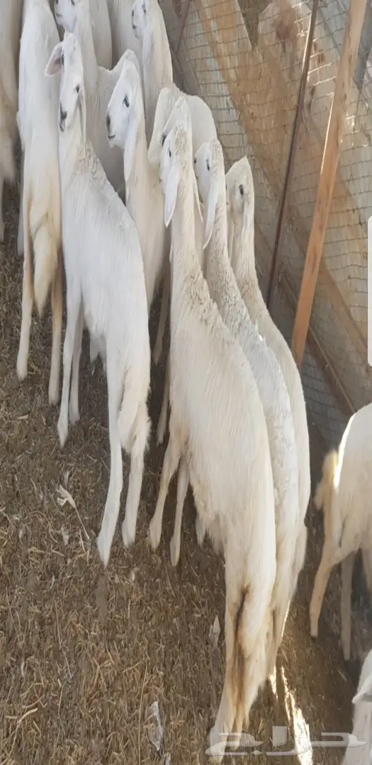 رخال حريات فواخر  (image 8)