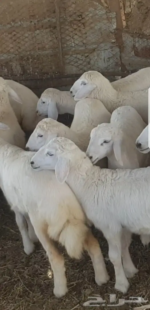 رخال حريات فواخر  (image 9)