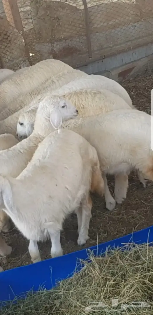 رخال حريات فواخر  (image 11)