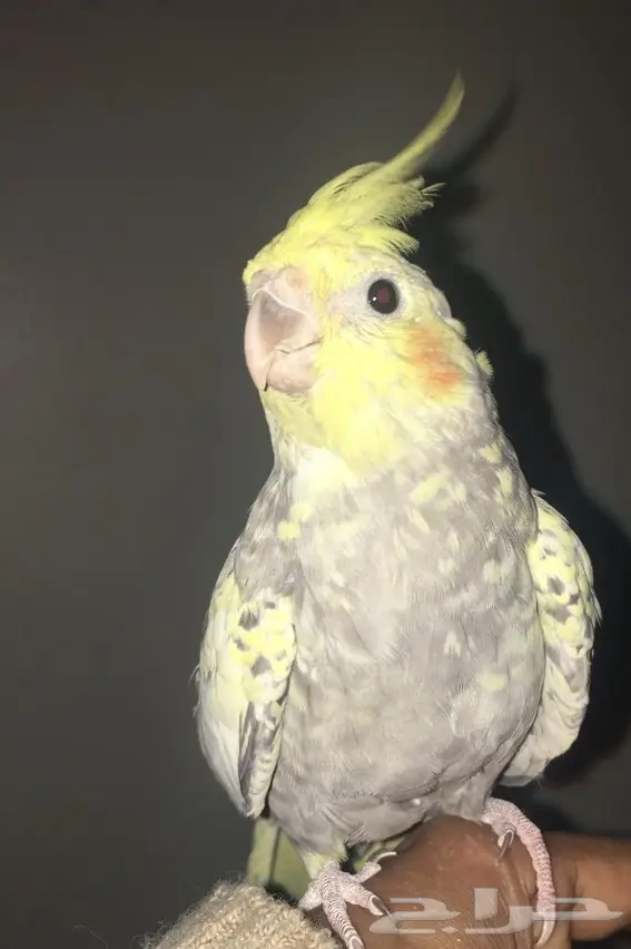 لبيع كروان الفراشه بالاحساء بصحه جيده  (image 2)