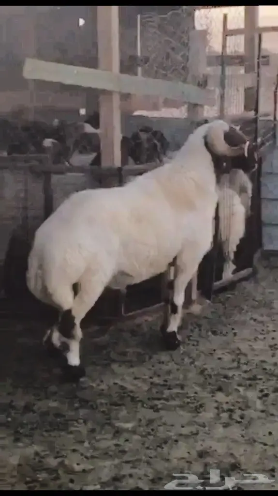 فحل نعيم معرف ومنتج 