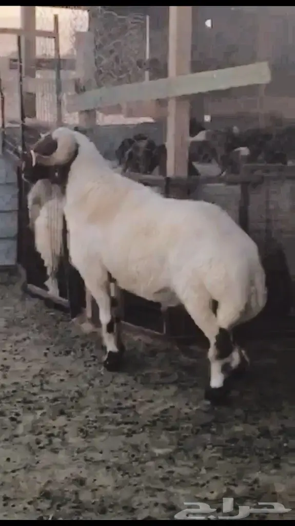 فحل نعيم معرف ومنتج  (image 1)