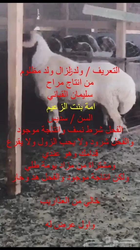 فحل نعيم معرف ومنتج  (image 5)