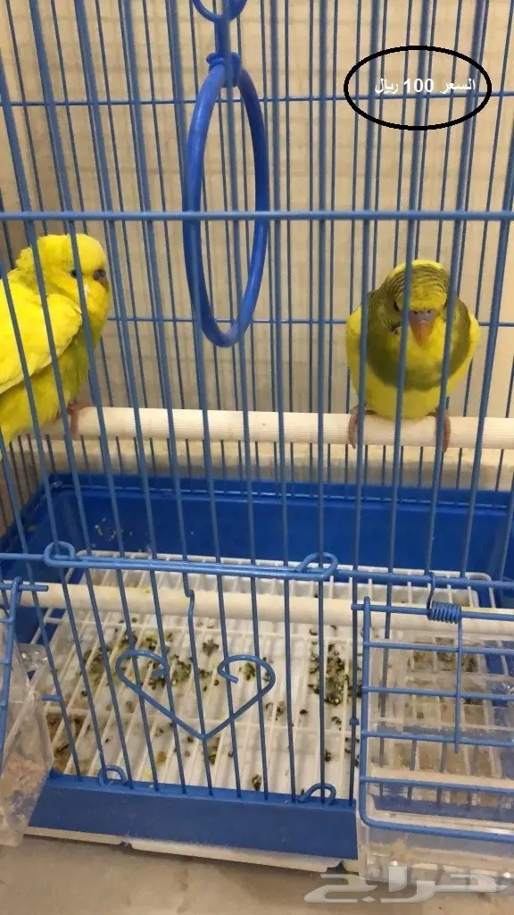 مجموعة ازواج بادجي للبيع (image 7)