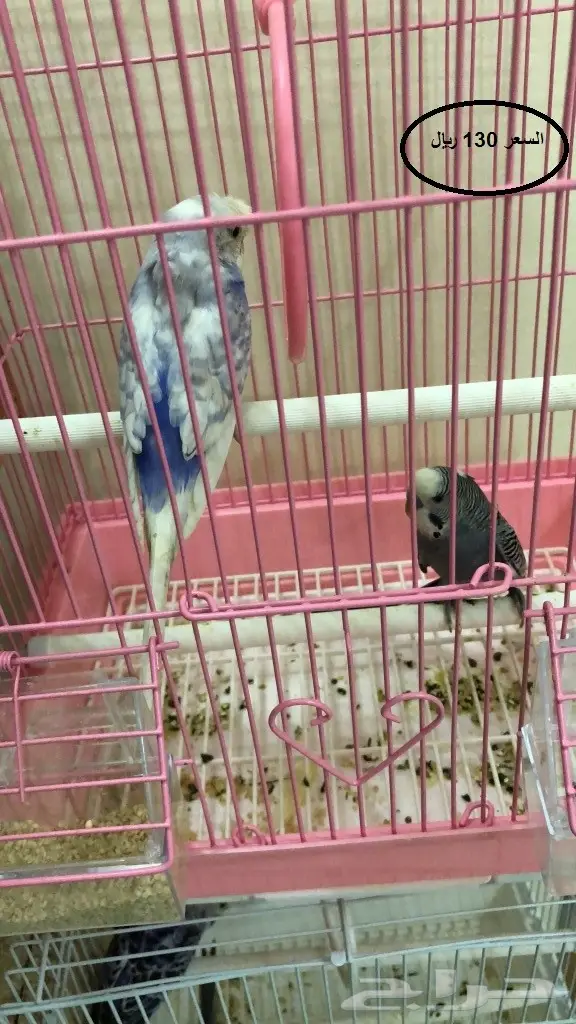 مجموعة ازواج بادجي للبيع (image 8)