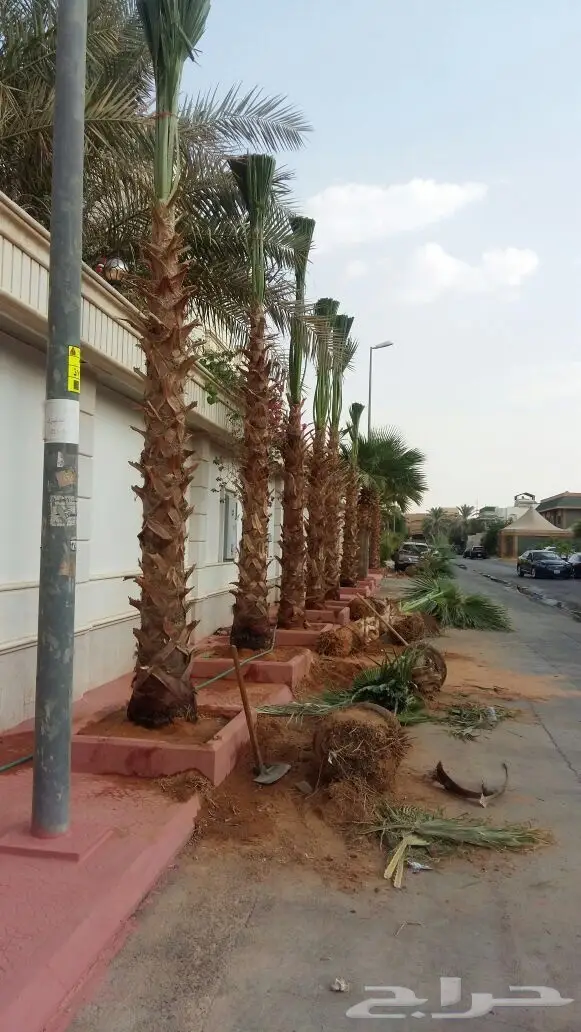 مقاولات تركيب نخل وأشجار  (image 11)