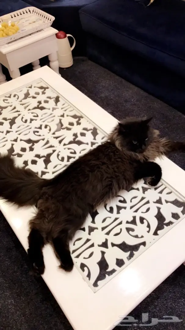 قط ذكر للتلقيح  (image 3)