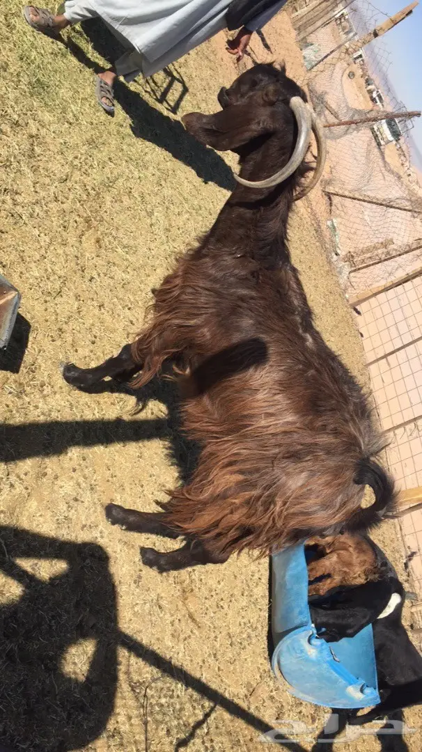 معزا مواليد 2 تحتها 4  (image 2)