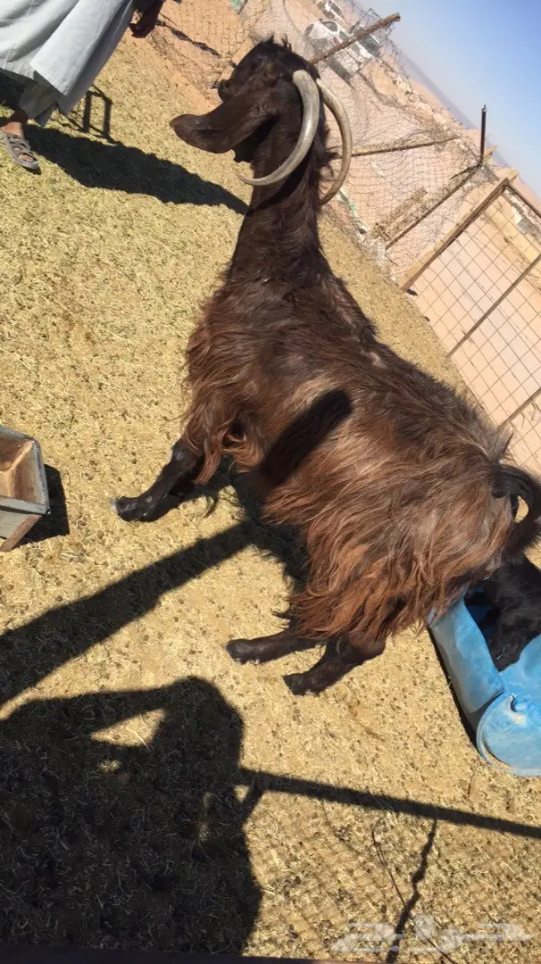 معزا مواليد 2 تحتها 4  (image 3)