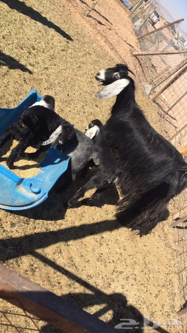 معزا مواليد 2 تحتها 4  (image 4)