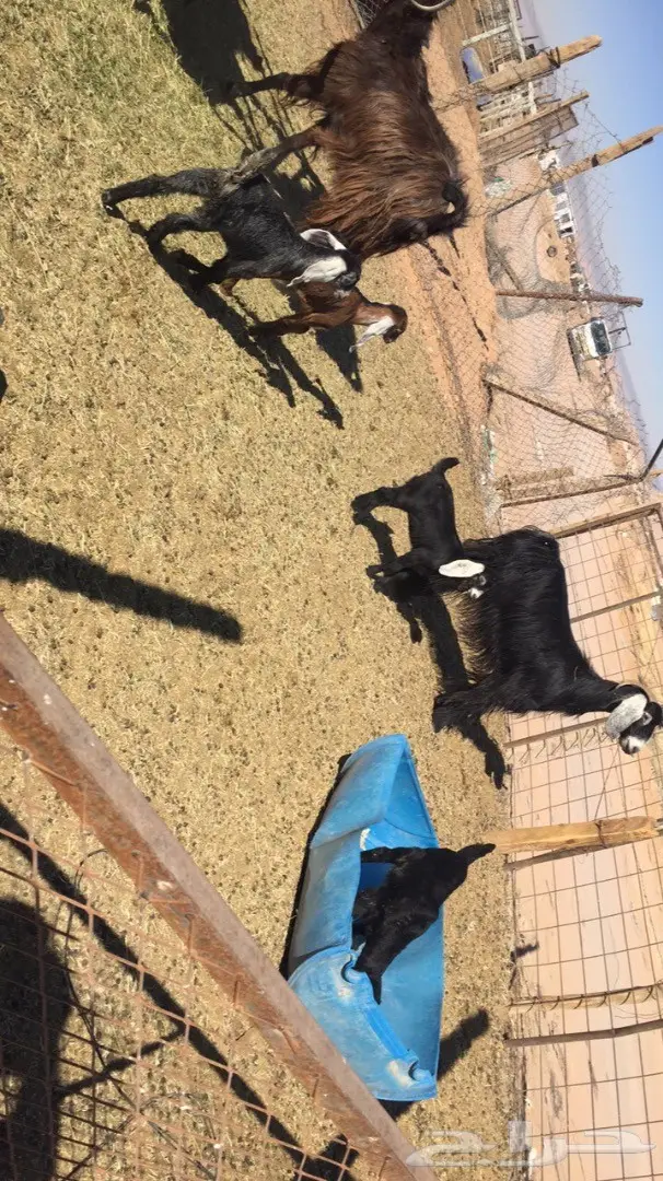 معزا مواليد 2 تحتها 4  (image 5)