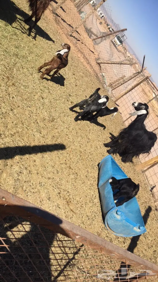 معزا مواليد 2 تحتها 4  (image 6)