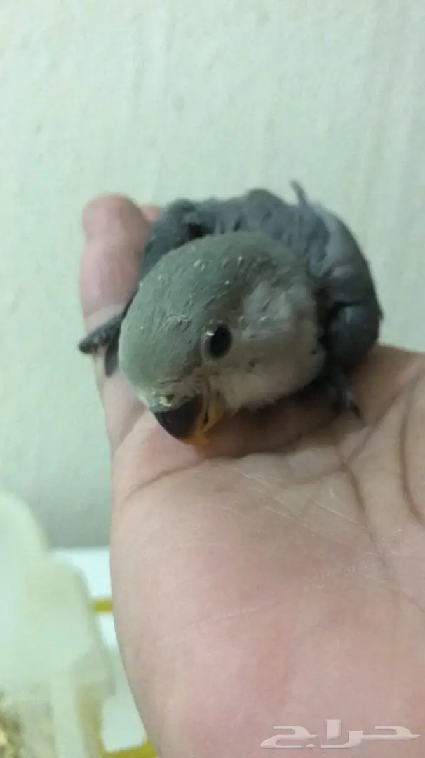 فرخين روز غر  (image 3)