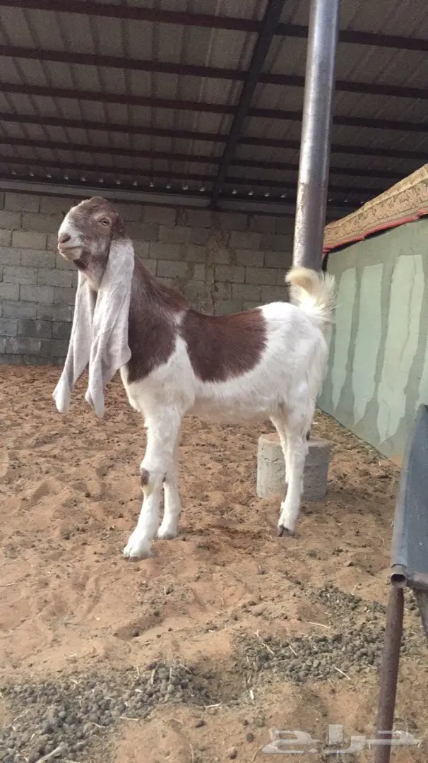 مشروع فحل فاخر وطيب