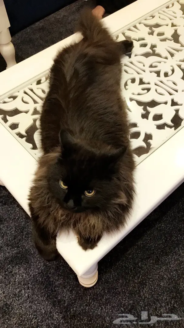 قط ذكر للتلقيح  (image 1)