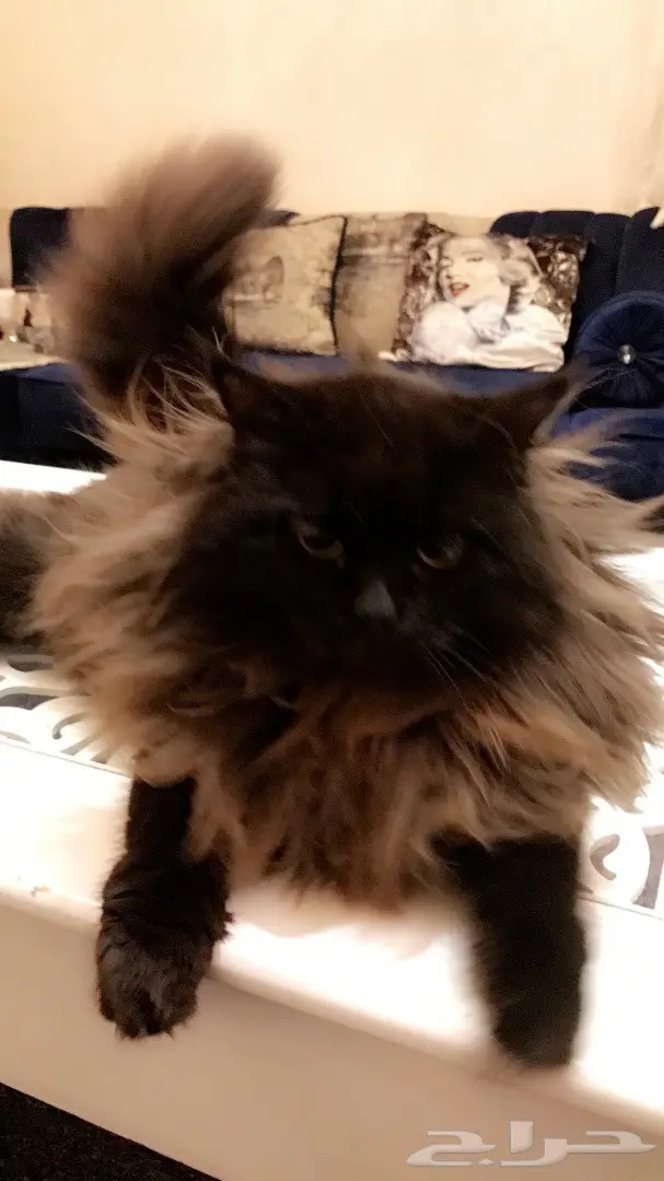 قط ذكر للتلقيح  (image 4)