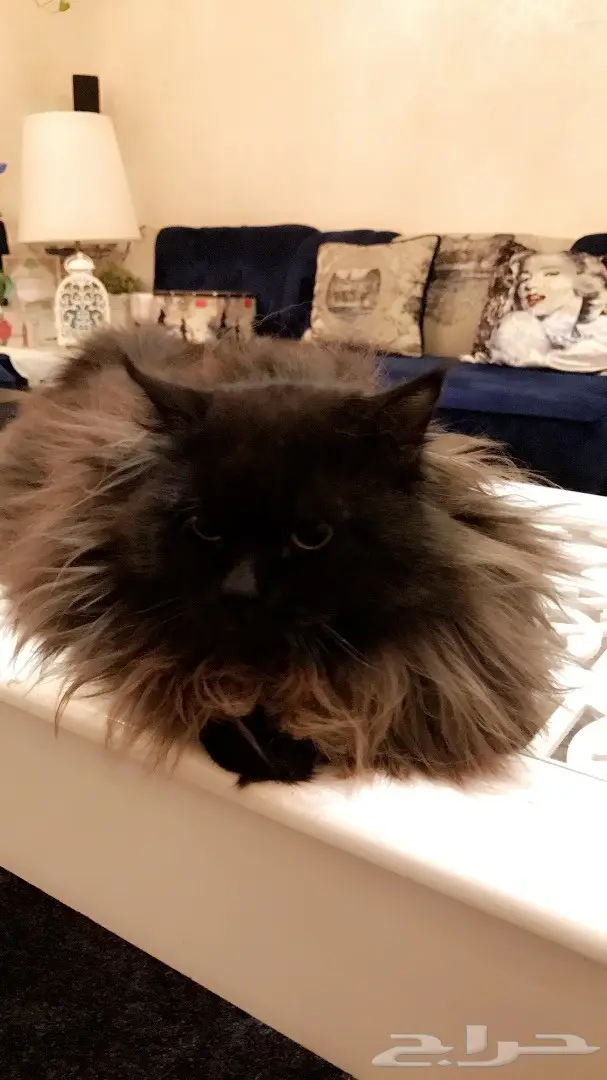 قط ذكر للتلقيح  (image 5)