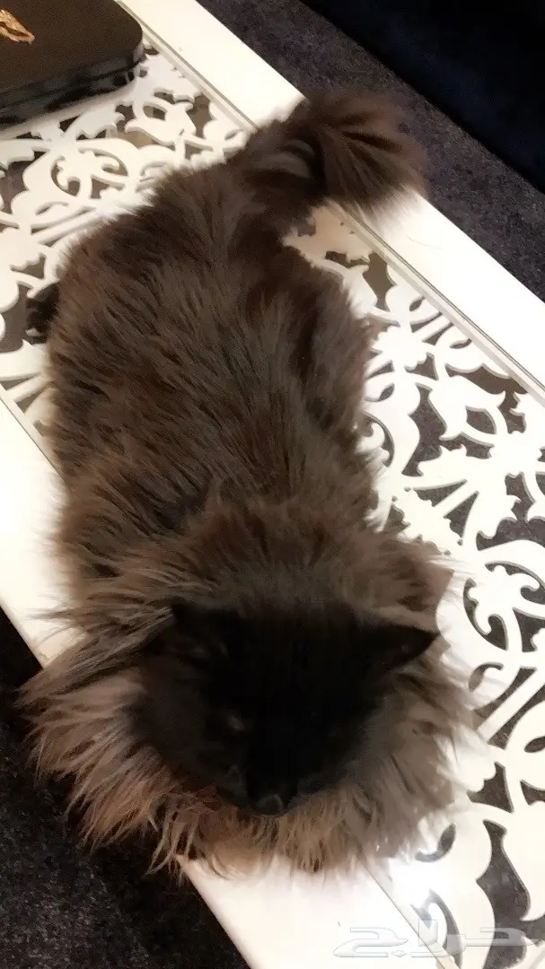 قط ذكر للتلقيح  (image 6)