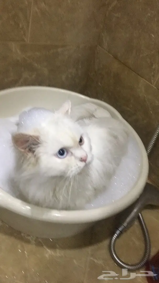 قط للبيع  (image 2)